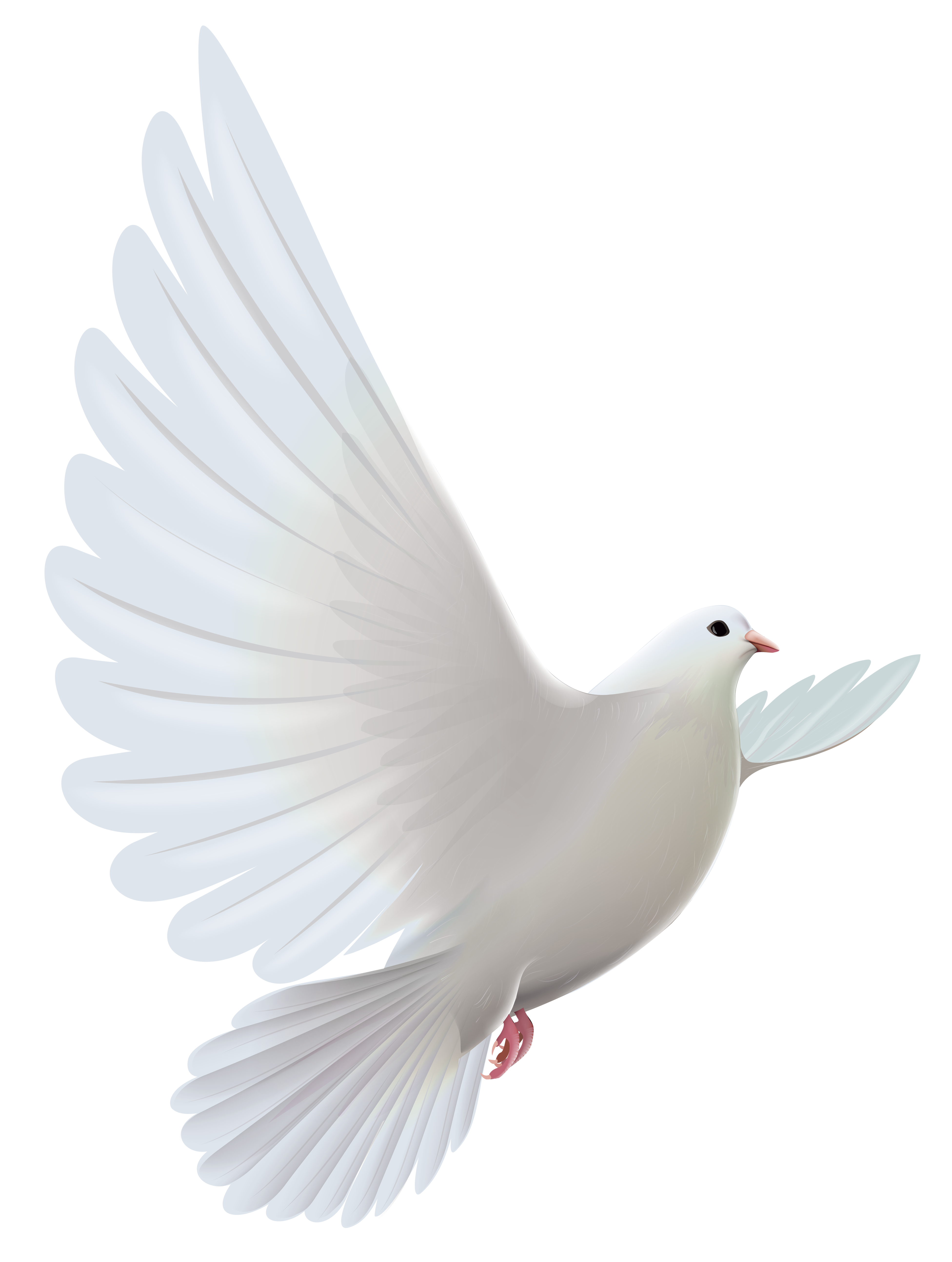 White Dove